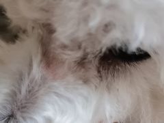 -天宠宠物医院24小时·急重症诊疗中心·全科·腔镜特色(和平分院)