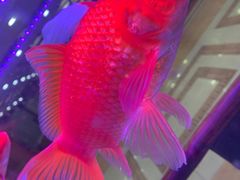 -良友·海鲜青岛菜(五四广场店)