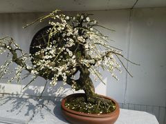 -光福景区