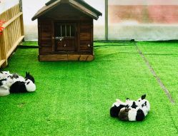 -萌宠亲子动物乐园(槐房万达店)