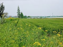 -小鱼草莓采摘园农家乐·小鱼餐厅