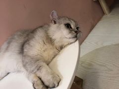 -浣熊柯尔鸭土拨鼠·电玩咖