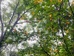 -青峰峡国家森林公园