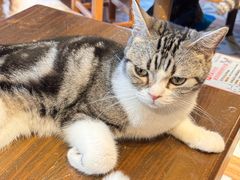 -猫猫幼稚园·撸猫·桌游·电玩