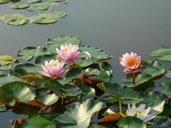 -莲花池公园