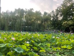 -莲湖公园