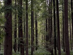 -黄海国家森林公园