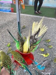 -萌宠亲子动物乐园(槐房万达店)