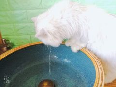 -猫的茶·猫咖