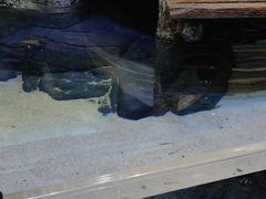 -上海海洋水族馆