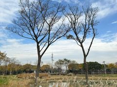 -贡湖湾湿地公园