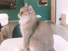 -飞行喵MR PILOT|猫舍·猫咖(静安大融城店)