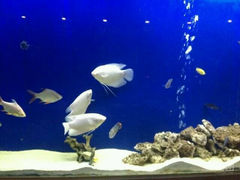 android_upload_pic-黄金海景大酒店-旋转餐厅