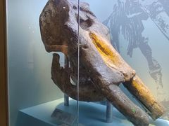 -国家自然博物馆