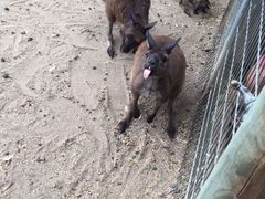 -费瑟代尔野生动物园