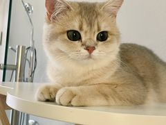 -琪喵猫屋·撸猫猫咖·猫舍