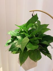 -薇兰专业脱毛连锁机构