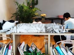 -Cappucimeow猫咪咖啡馆(韦伯时代店)