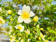 -野鸭湖国家湿地公园