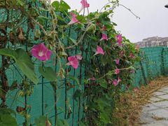 -浮山香苑
