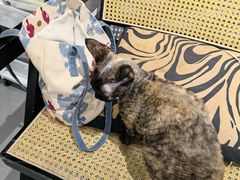 -琪喵猫屋·撸猫猫咖·猫舍