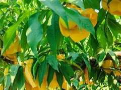 -老袁家蜜桃农场·阳山水蜜桃