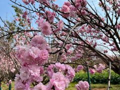 -天适樱花悠乐园