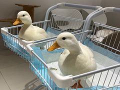 -怪兽屋·羊驼·猫咖·狗咖(俊华广场店)