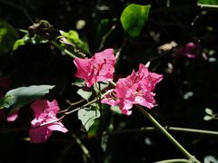 -深圳市中科院仙湖植物园
