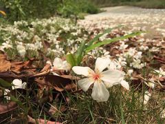 iphone_upload_pic-广州市帽峰山景区