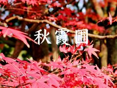 -秋霞圃