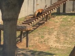 -石家庄市动物园