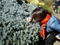 -墨尔本皇家植物园
