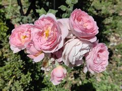 -阿方索十二世纪念碑