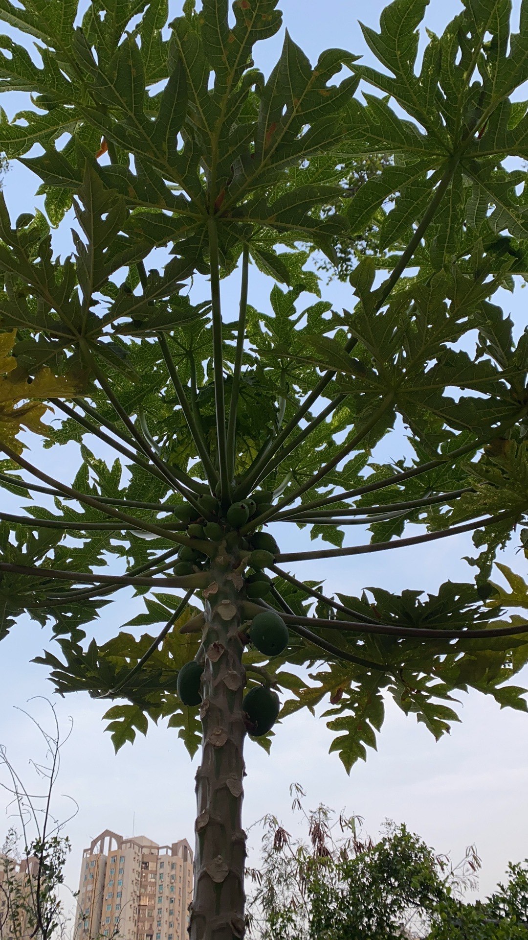 南山公园位于广东省深圳市南头半岛,主峰高