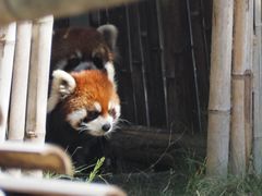 -泉州海丝野生动物世界