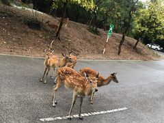 -清迈夜间动物园