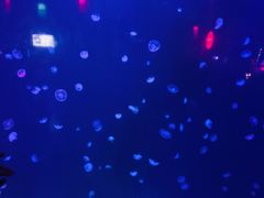 -太平洋海底世界