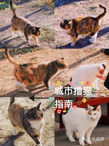 骑车逛北京|春天与喵相遇 城市撸猫指南