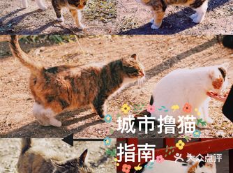 骑车逛北京｜春天与喵相遇 城市撸猫指南