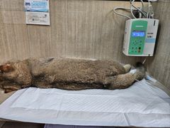 -北京观赏动物医院·24小时大型综合·猫专科·异宠专科