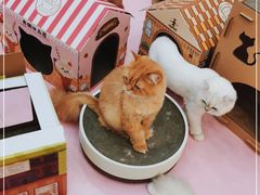 -爪爪喵星球·猫舍(前海卓越店)