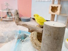 -喵宠乐园·撸猫互动·猫舍