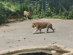 -大连森林动物园