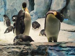 -帝企鹅自助餐厅•儿童岛•真企鹅(长隆企鹅酒店)