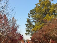 -青枫公园