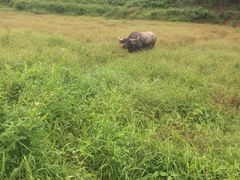 -三泉湾侨文化主题餐厅