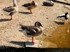 -石家庄市动物园