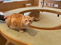 -CAT’S MEWSTAR CAFE·喵星球猫屋(晴湾咖啡店)