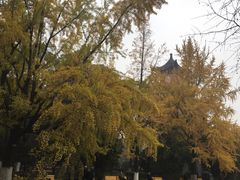 -四川大学(华西校区)